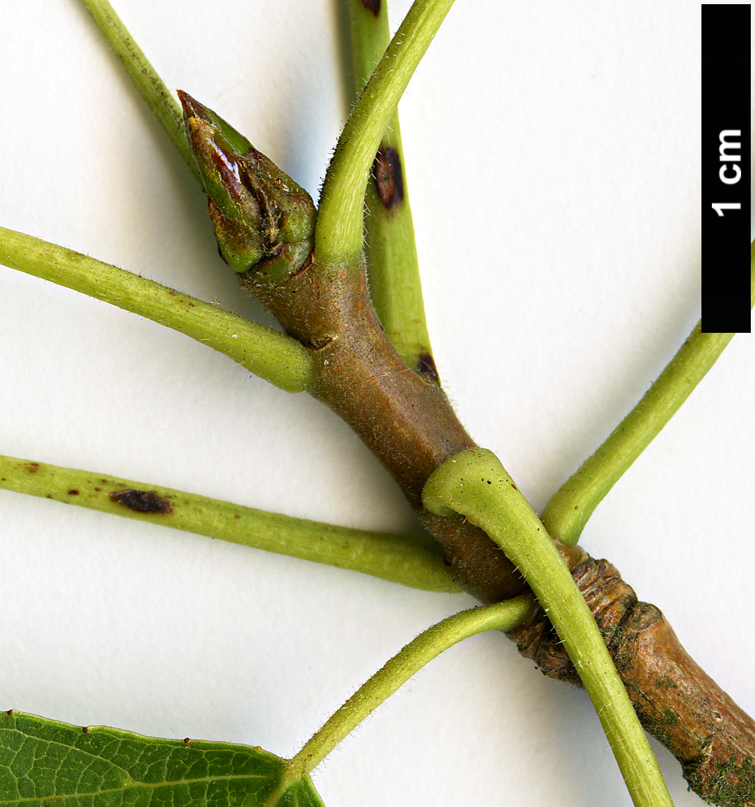 High resolution image: Family: Salicaceae - Genus: Populus - Taxon: nigra - SpeciesSub: subsp. betulifolia